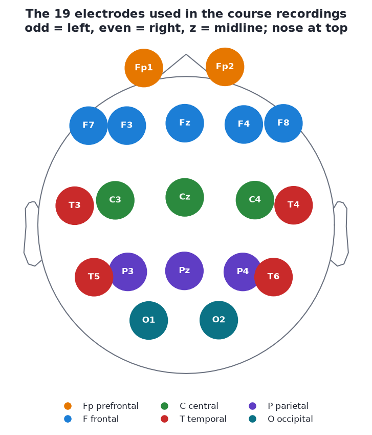 Top-down head map of the 19 course electrodes, coloured by region